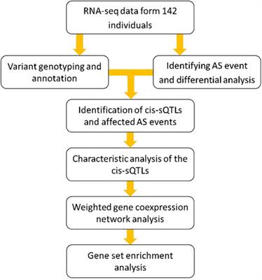 Genome-wide Identification and Analysis of Splicing QTLs in Multiple Sclerosis by RNA-Seq Data